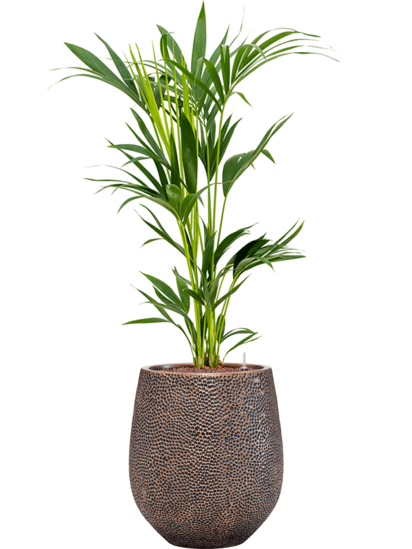 Kentia (Howea) forsteriana in Baq Opus Hit Office Plant With Pot 123cm Height 24cm Dia