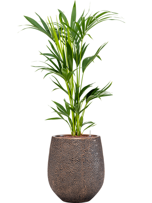 Kentia (Howea) forsteriana in Baq Opus Hit Office Plant With Pot 123cm Height 24cm Dia