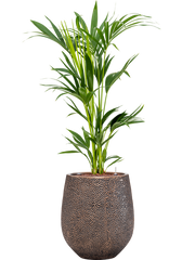 Kentia (Howea) forsteriana in Baq Opus Hit Office Plant With Pot 123cm Height 24cm Dia