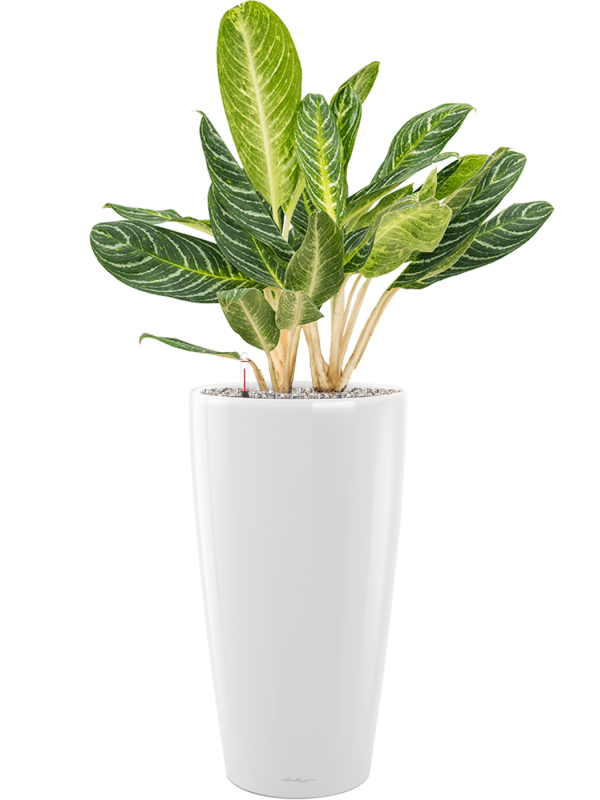 Aglaonema 'Key Lime' in Lechuza Rondo Office Plant With Pot 100cm Height 31cm Dia