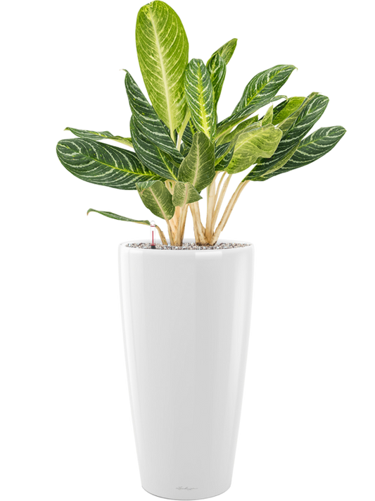 Aglaonema 'Key Lime' in Lechuza Rondo Office Plant With Pot 100cm Height 31cm Dia