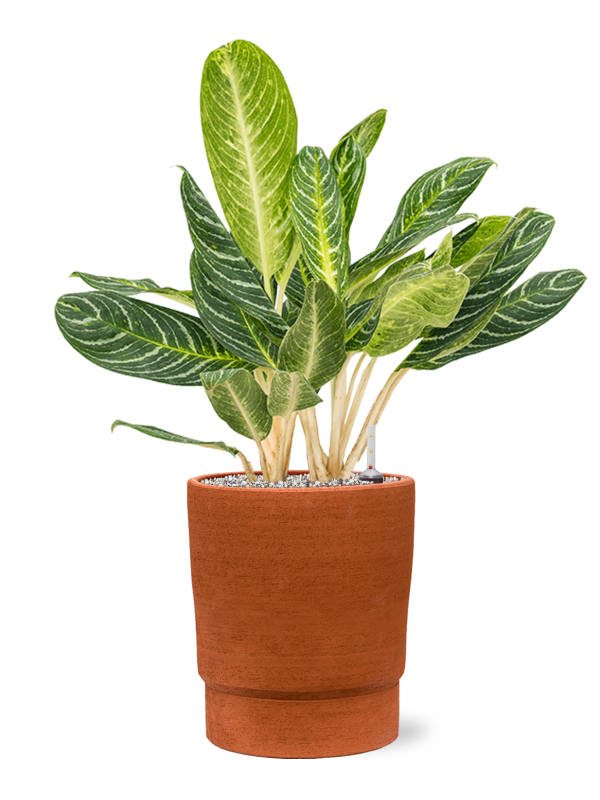 Aglaonema 'Key Lime' in Chao Office Plant With Pot 79cm Height 27cm Dia