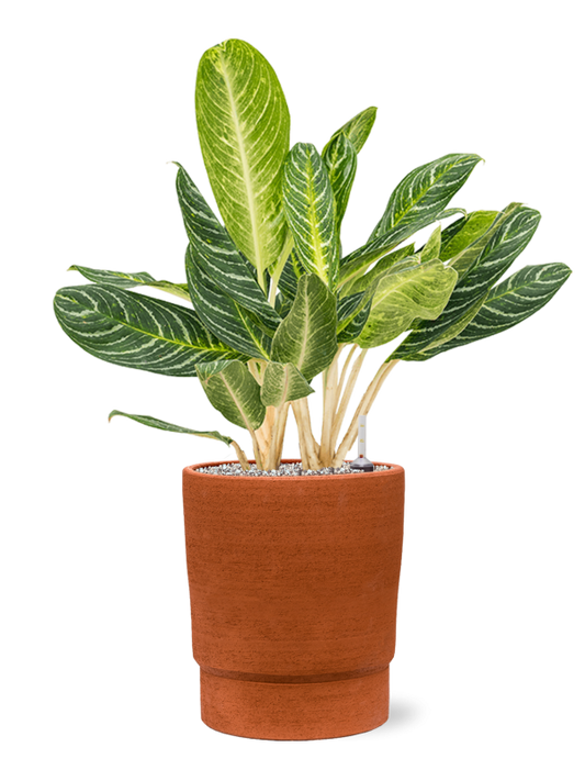 Aglaonema 'Key Lime' in Chao Office Plant With Pot 79cm Height 27cm Dia