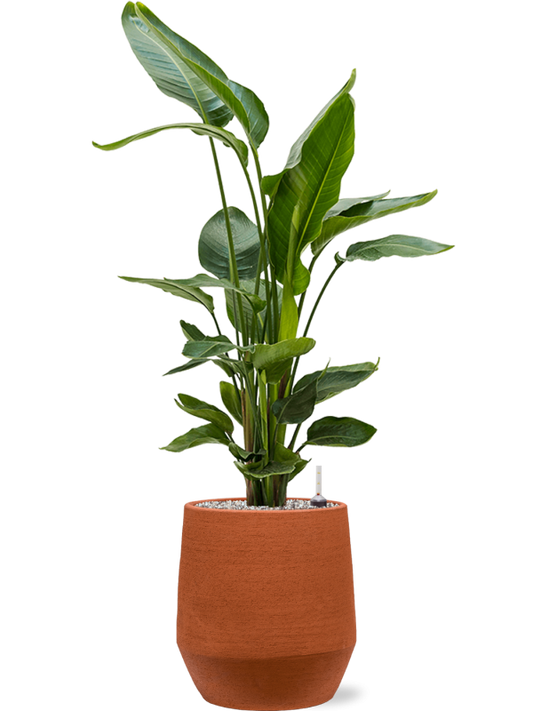 Strelitzia nicolai in Humus Office Plant With Pot 112cm Height 27cm Dia