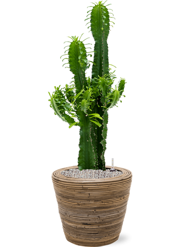 Euphorbia erytrea in Drypot Rattan Stripe Office Plant With Pot 108cm Height 30cm Dia