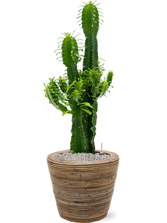 Euphorbia erytrea in Drypot Rattan Stripe Office Plant With Pot 108cm Height 30cm Dia