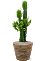 Euphorbia erytrea in Drypot Rattan Stripe Office Plant With Pot 108cm Height 30cm Dia