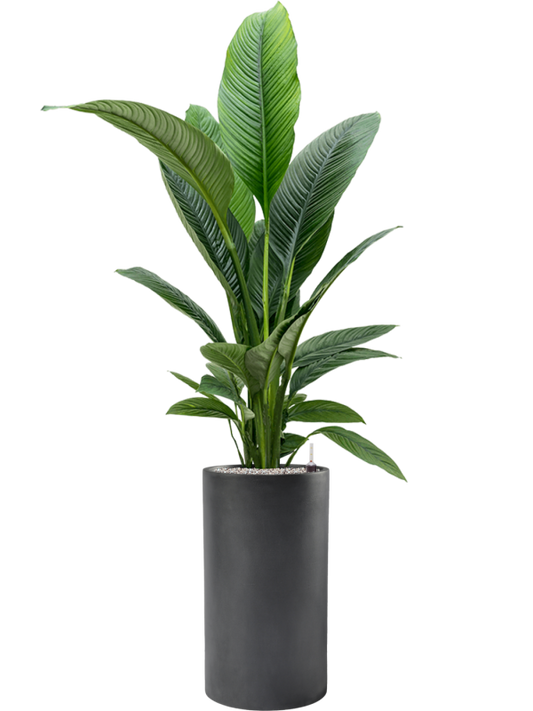 Spathiphyllum 'Sensation' in Baq Basic Office Plant With Pot 158cm Height 24cm Dia