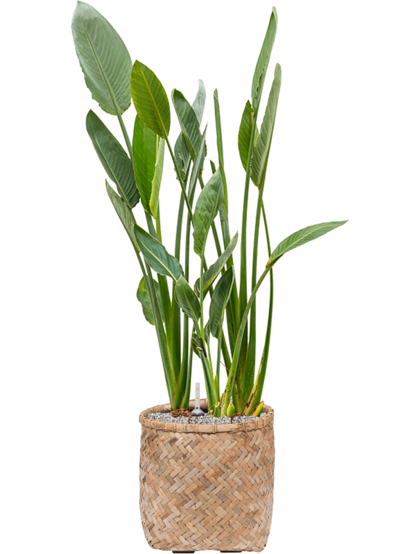 Strelitzia reginae in Bohemian Office Plant With Pot 129cm Height 37cm Dia