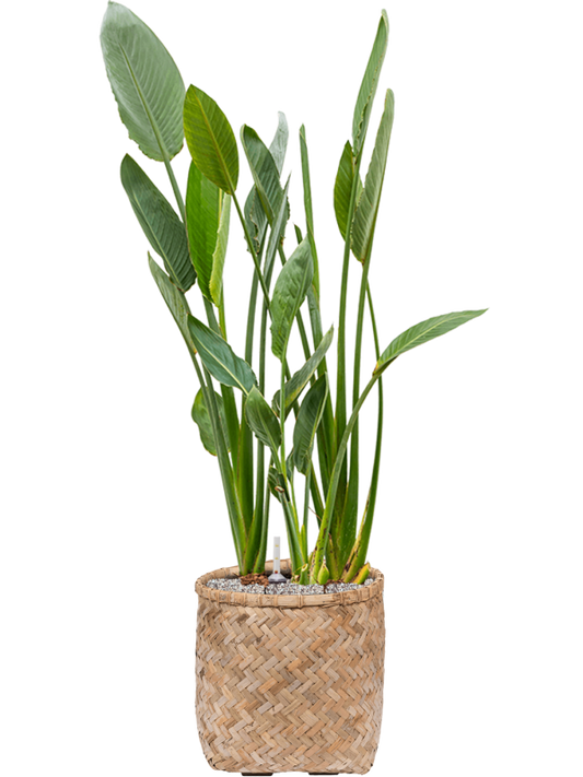 Strelitzia reginae in Bohemian Office Plant With Pot 129cm Height 37cm Dia