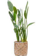 Strelitzia reginae in Bohemian Office Plant With Pot 129cm Height 37cm Dia