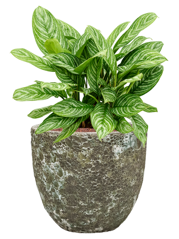 Aglaonema 'Stripes' in Baq Lava Office Plant With Pot 69cm Height 30cm Dia