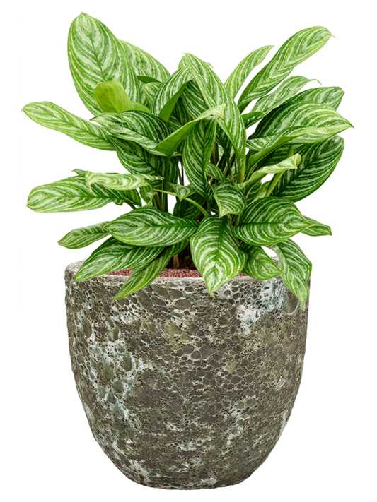 Aglaonema 'Stripes' in Baq Lava Office Plant With Pot 69cm Height 30cm Dia