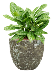 Aglaonema 'Stripes' in Baq Lava Office Plant With Pot 69cm Height 30cm Dia