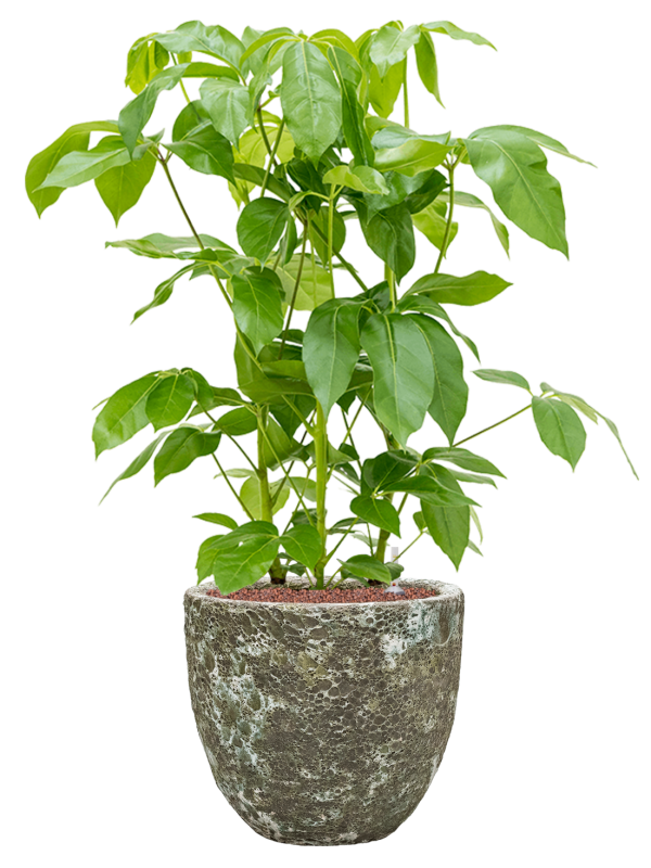 Schefflera actinophylla 'Amate' in Baq Lava Office Plant With Pot 104cm Height 30cm Dia