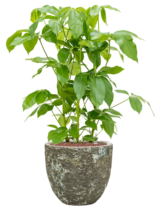 Schefflera actinophylla 'Amate' in Baq Lava Office Plant With Pot 104cm Height 30cm Dia