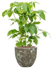 Schefflera actinophylla 'Amate' in Baq Lava Office Plant With Pot 104cm Height 30cm Dia