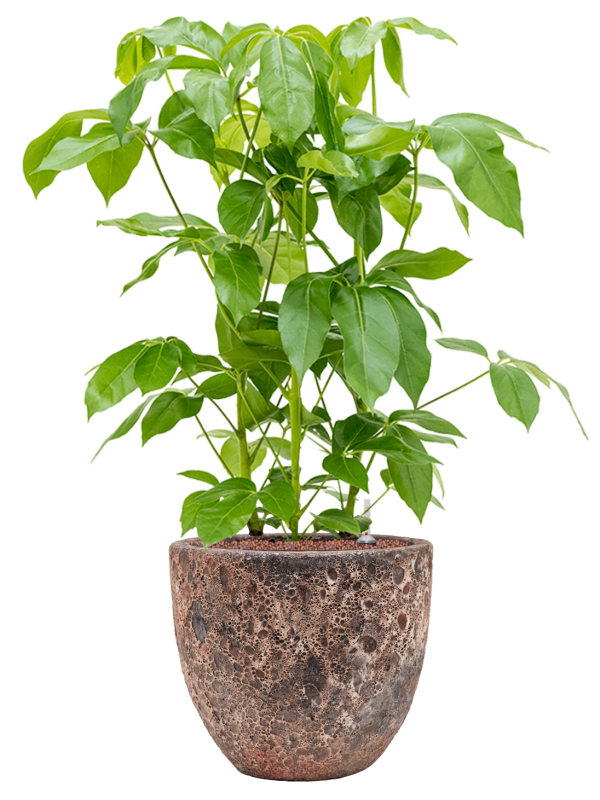 Schefflera actinophylla 'Amate' in Baq Lava Office Plant With Pot 104cm Height 30cm Dia