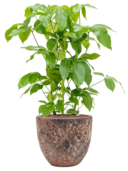 Schefflera actinophylla 'Amate' in Baq Lava Office Plant With Pot 104cm Height 30cm Dia