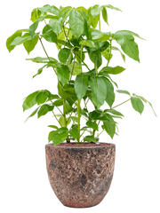 Schefflera actinophylla 'Amate' in Baq Lava Office Plant With Pot 104cm Height 30cm Dia