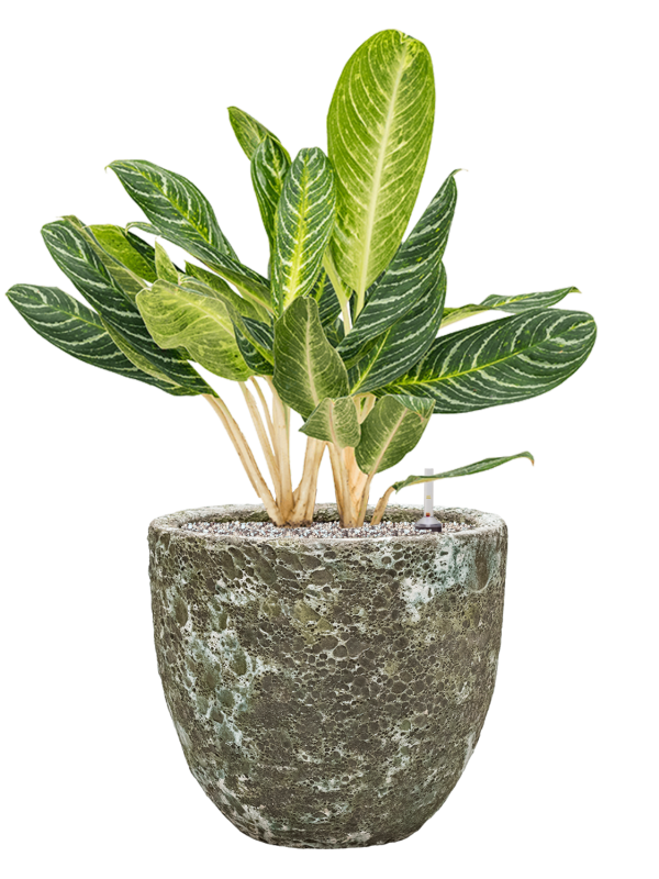 Aglaonema 'Key Lime' in Baq Lava Office Plant With Pot 80cm Height 30cm Dia