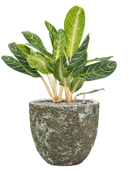 Aglaonema 'Key Lime' in Baq Lava Office Plant With Pot 80cm Height 30cm Dia