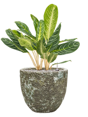 Aglaonema 'Key Lime' in Baq Lava Office Plant With Pot 80cm Height 30cm Dia