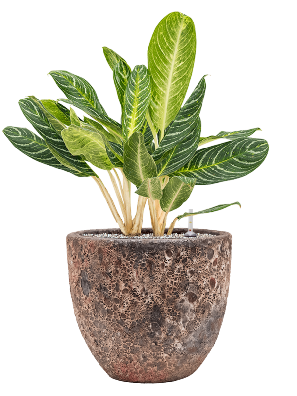 Aglaonema 'Key Lime' in Baq Lava Office Plant With Pot 81cm Height 30cm Dia