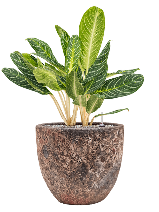 Aglaonema 'Key Lime' in Baq Lava Office Plant With Pot 81cm Height 30cm Dia