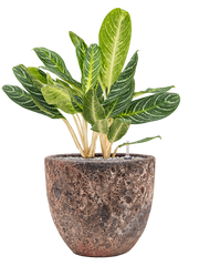 Aglaonema 'Key Lime' in Baq Lava Office Plant With Pot 81cm Height 30cm Dia