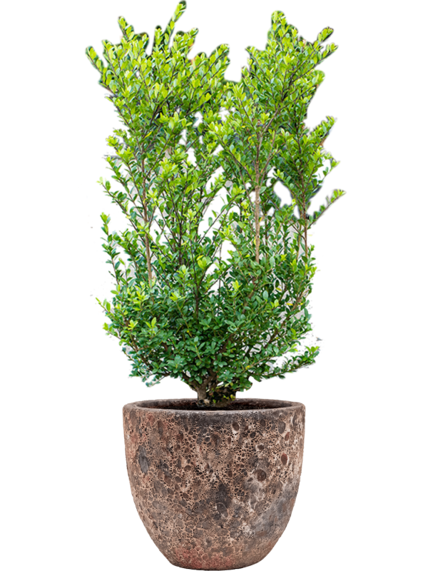 Ilex crenata 'Dark Green' in Baq Lava Office Plant With Pot 112cm Height 30cm Dia