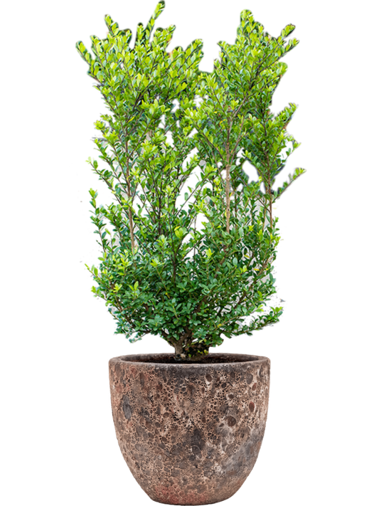 Ilex crenata 'Dark Green' in Baq Lava Office Plant With Pot 112cm Height 30cm Dia