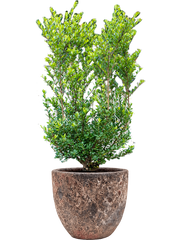 Ilex crenata 'Dark Green' in Baq Lava Office Plant With Pot 112cm Height 30cm Dia