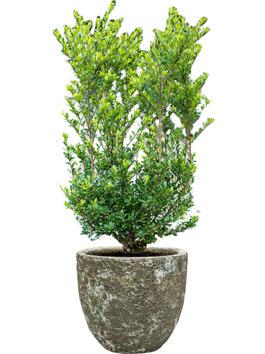 Ilex crenata 'Dark Green' in Baq Lava Office Plant With Pot 112cm Height 30cm Dia