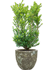 Ilex crenata 'Dark Green' in Baq Lava Office Plant With Pot 112cm Height 30cm Dia