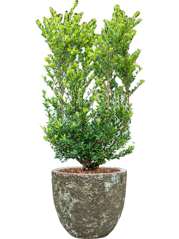 Ilex crenata 'Dark Green' in Baq Lava Office Plant With Pot 112cm Height 30cm Dia