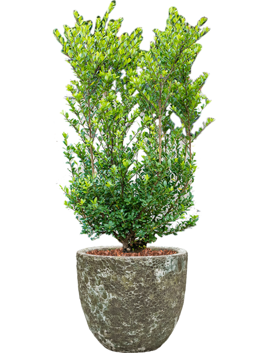 Ilex crenata 'Dark Green' in Baq Lava Office Plant With Pot 112cm Height 30cm Dia