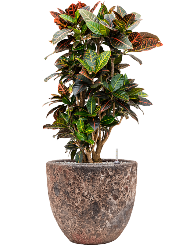 Croton (Codiaeum) variegatum 'Petra' in Baq Lava Office Plant With Pot 96cm Height 30cm Dia