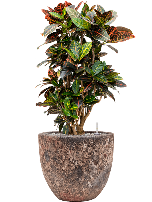 Croton (Codiaeum) variegatum 'Petra' in Baq Lava Office Plant With Pot 96cm Height 30cm Dia