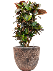 Croton (Codiaeum) variegatum 'Petra' in Baq Lava Office Plant With Pot 96cm Height 30cm Dia