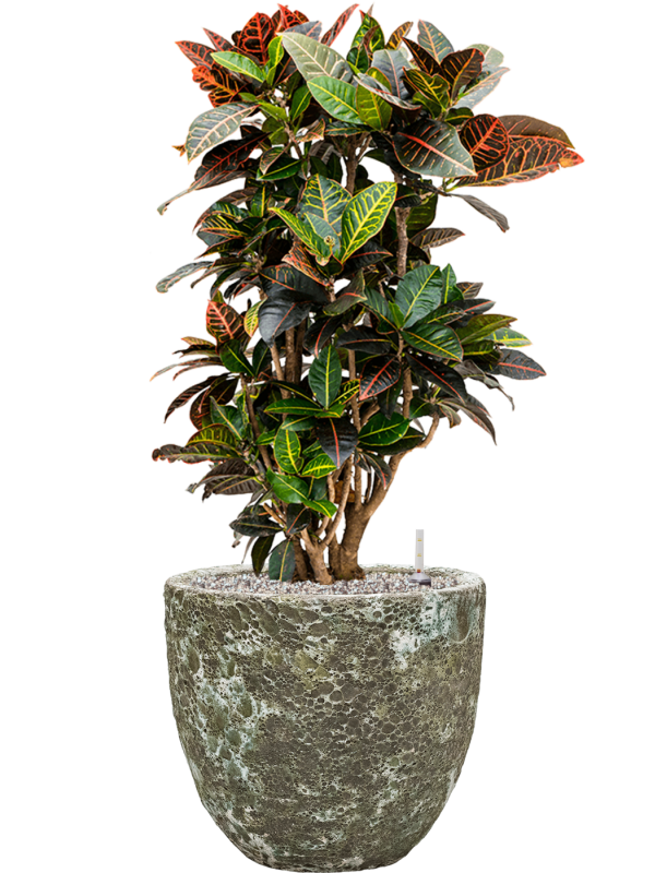 Croton (Codiaeum) variegatum 'Petra' in Baq Lava Office Plant With Pot 96cm Height 30cm Dia