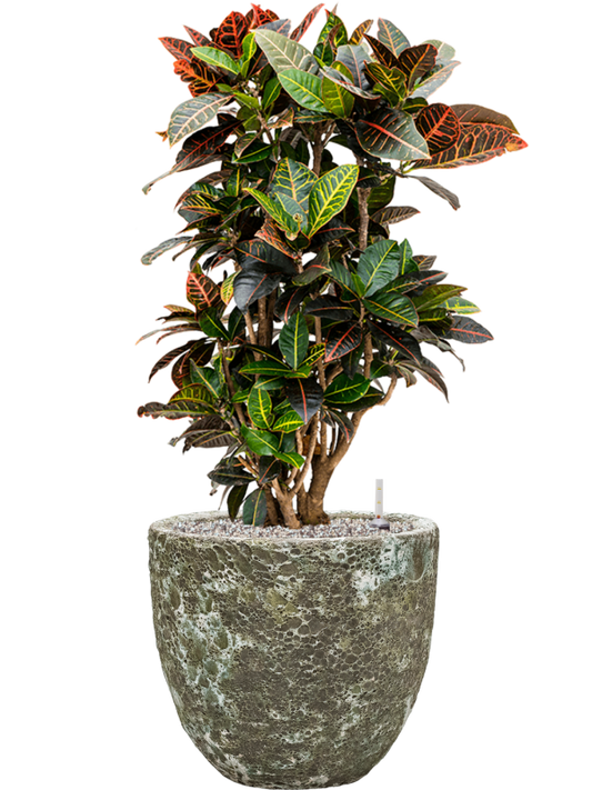 Croton (Codiaeum) variegatum 'Petra' in Baq Lava Office Plant With Pot 96cm Height 30cm Dia