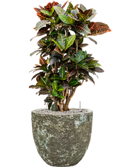 Croton (Codiaeum) variegatum 'Petra' in Baq Lava Office Plant With Pot 96cm Height 30cm Dia