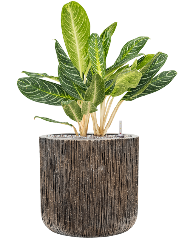 Aglaonema 'Key Lime' in Baq Luxe Lite Universe Waterfall Office Plant With Pot 85cm Height 37cm Dia