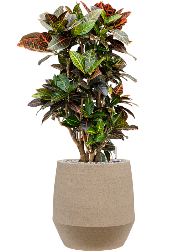 Croton (Codiaeum) variegatum 'Petra' in Humus Office Plant With Pot 99cm Height 29cm Dia