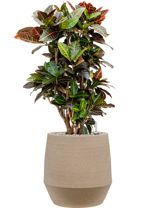 Croton (Codiaeum) variegatum 'Petra' in Humus Office Plant With Pot 99cm Height 29cm Dia