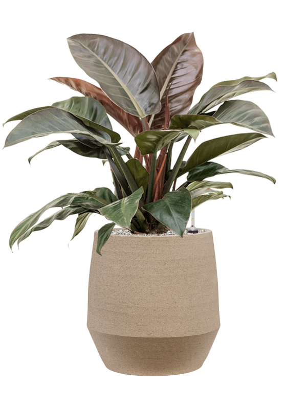 Philodendron `Imperial Red' in Humus Office Plant With Pot 84cm Height 29cm Dia