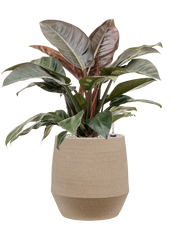 Philodendron `Imperial Red' in Humus Office Plant With Pot 84cm Height 29cm Dia