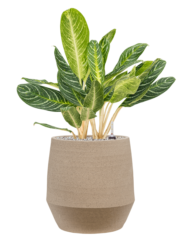 Aglaonema 'Key Lime' in Humus Office Plant With Pot 84cm Height 29cm Dia