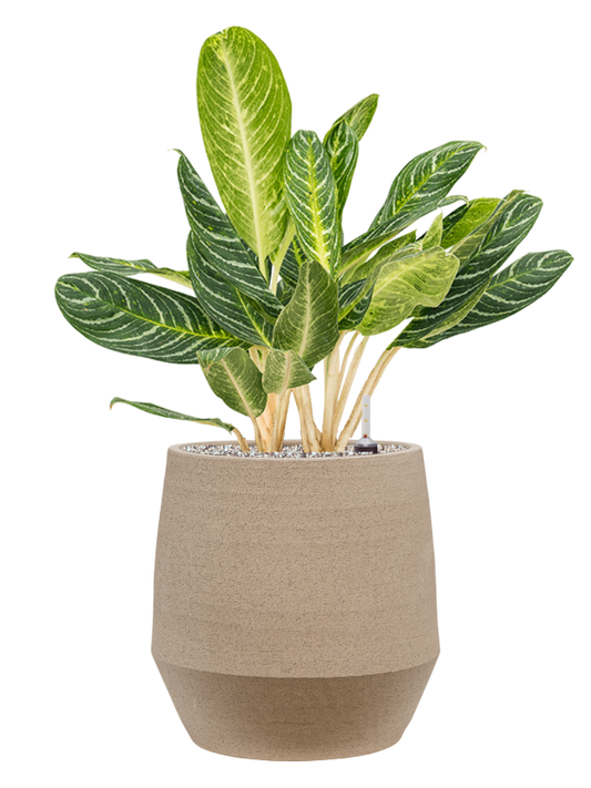 Aglaonema 'Key Lime' in Humus Office Plant With Pot 84cm Height 29cm Dia